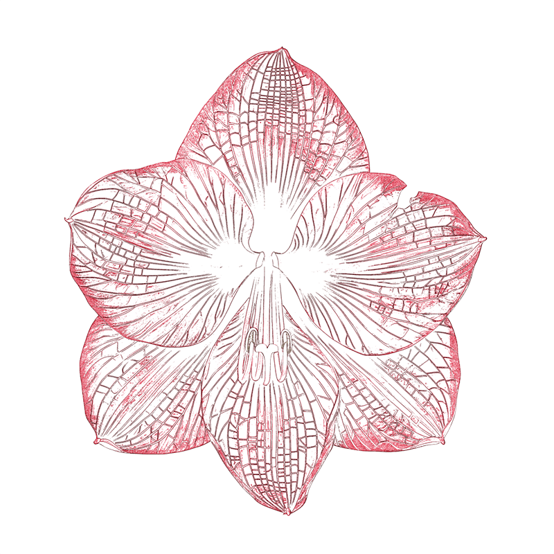 Whisperae flower – whisper lines